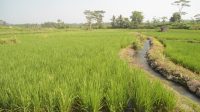 lahan-sawah_2.jpg